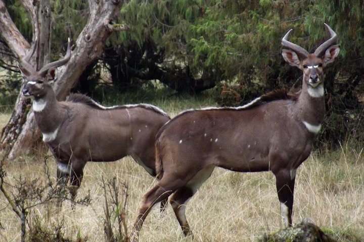 3 Days Bale Mountains Trekking