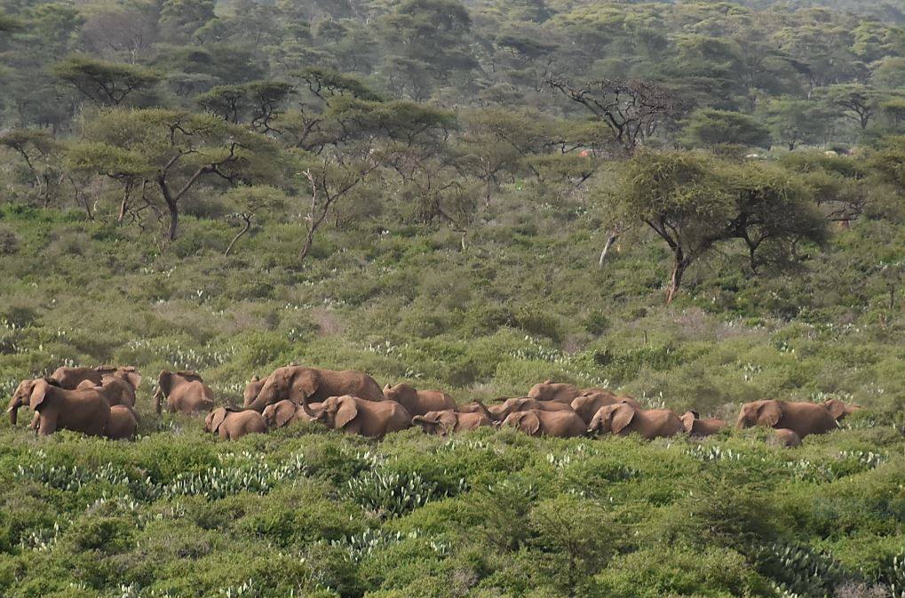 Babile Elephant Sanctuary