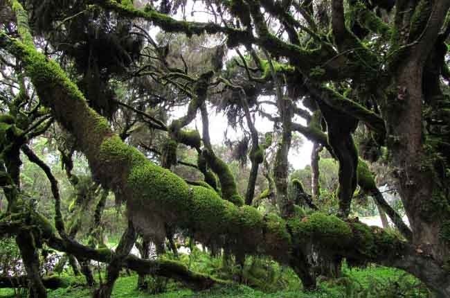 Bale Mountains National Park