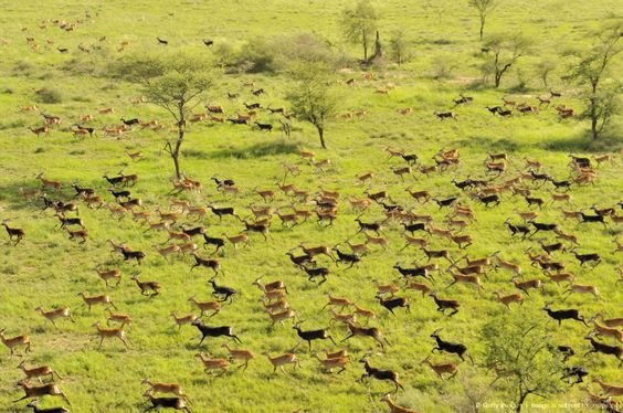 Gambella National Park